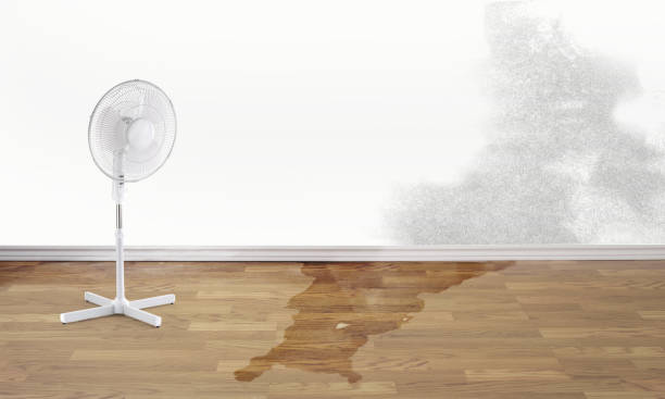 Best Professional water damage repair  in Otterbe, IN