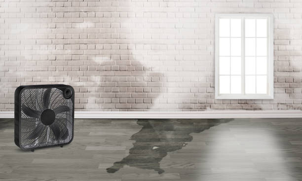Best Water damage restoration near me  in Otterbe, IN
